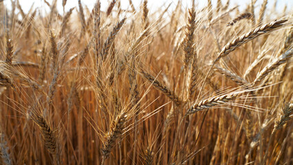Natural view of a sown wheat field, agronomy, spikelets of wheat close-up against the background of a blue clear sky, earthworks, harvesting in the summer season