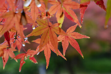 雨に濡れるモミジ