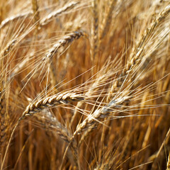 Natural background sown wheat field, agronomy, spikelets of wheat close-up, earthworks, harvesting...