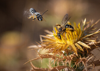 Bee sucking on a flower while another comes flying.