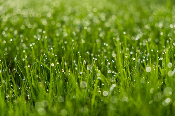 Dew drops on the top of grass blades in the morning sun