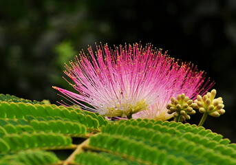 Albizia julibrissin