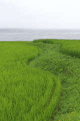 湾曲して植えられた稲