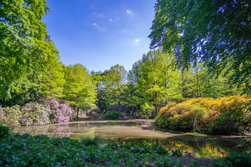 Beautiful small lake surrounded by green at Bremen Rhododendron Park
