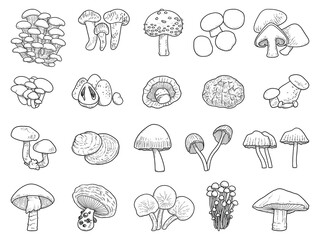 vector illustration of mushroom on white background.