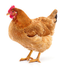 Brown hen isolated.