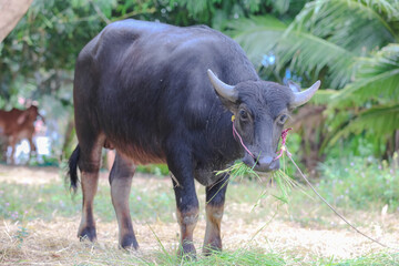 Thai Buffalo ,Thailand