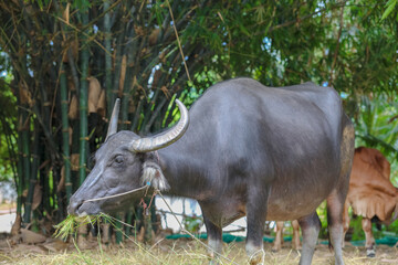 Thai Buffalo ,Thailand