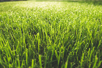 Dew drops on the top of grass blades in the morning sun