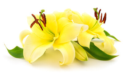 Two yellow lilies.