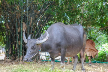 Thai Buffalo ,Thailand