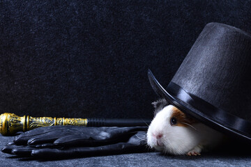 A white guinea pig under a black tall hat with leather gloves and a magic knobbed cane on a dark...