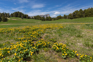 Fleur près de la chevalière dans le Vercors