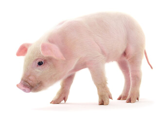 Pig on white