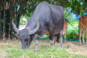 Fototapeta na wymiar Thai Buffalo ,Thailand