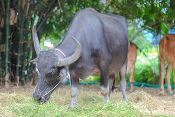 Thai Buffalo ,Thailand