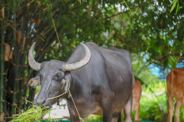 Naklejka premium Thai Buffalo ,Thailand