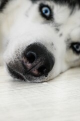 A Siberian husky dog lies on the floor with blue eyes close-up.