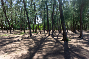 Pine Park on the sandy beach