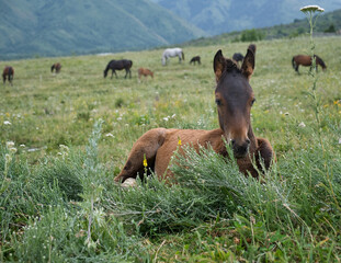 horses in the meadow