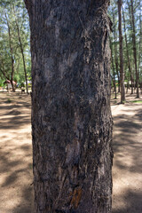 The pattern of the pine cones that have been hot and cold for many years.