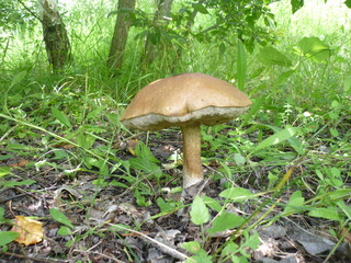 mushroom in the forest
