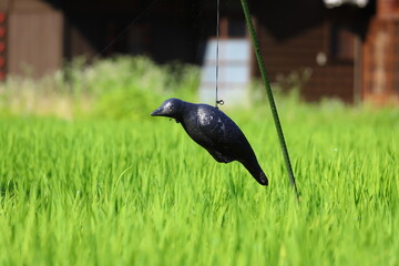 カラスの形をしたトラップ