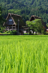 Fototapeta na wymiar 水田藁でできた屋根のある物置の風景