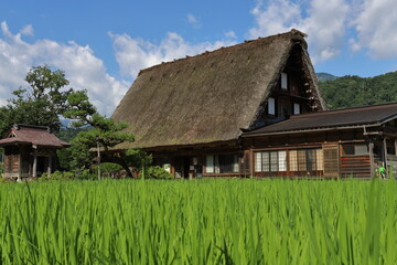 Fototapeta na wymiar 水田地帯の藁葺屋根の家