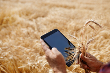 farmer hands with tablet in a wheat field