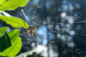 St. Andrew's cross a spider, waiting for prey to enter.