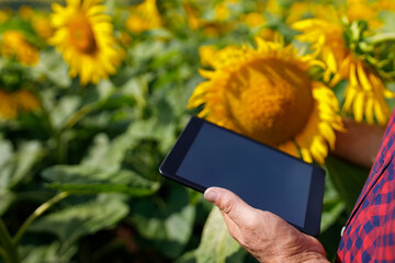 farmer hand with tablet in sunflower field