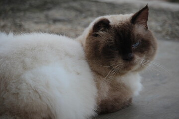 the white cat is playing in the park