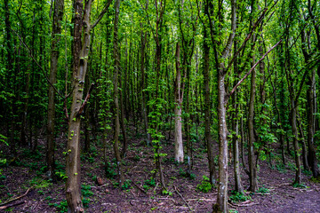 Fototapeta premium Beautiful forest in Sankt Hans Baka Lund Sweden. Tall trees in a dense forest.