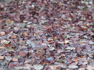 落葉で覆われた地面