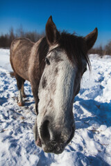 Horse in a winter field against the background of forest and blue sky, head of a gray-white horse close-up.
