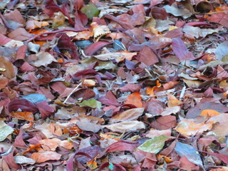 落葉で覆われた地面