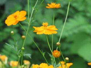 Cosmos sulphureus in bloom