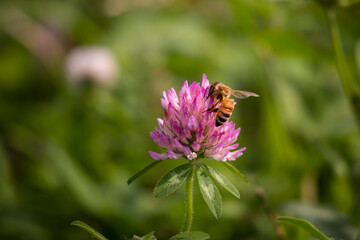 Bee on the flower during the day in the summer. Close-up shot.