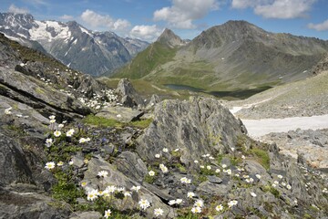 Fields of White and Yellow Alpine Chrysanthemum (Chrysanthemum alpinum) on a Slightly Cloudy Summer Day Against the Majestic Backdrop of the Mont Dolent Range, a Snowfield and the Lacs de Ferret 