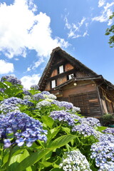 古い民家の庭に咲く紫陽花