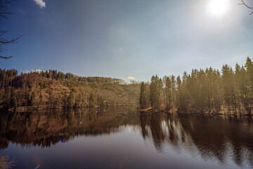 dense forest on the riverside