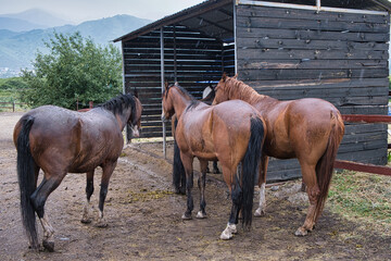 horse and foal