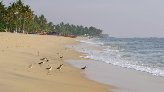 Flock of birds catch food in sea waves at tropical sand beach in India