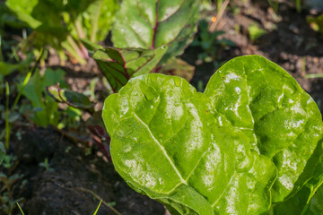 chard plant with sunlight and waterdrops