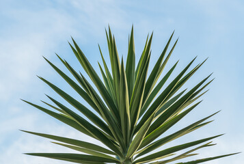 Yucca palm tree elephantipes plant - obrazy, fototapety, plakaty