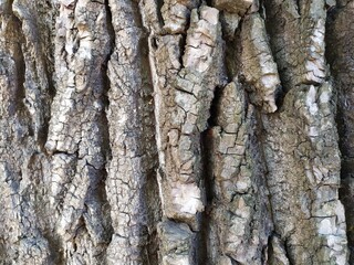 bark of a tree