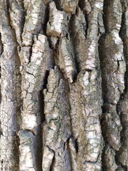 bark of a tree