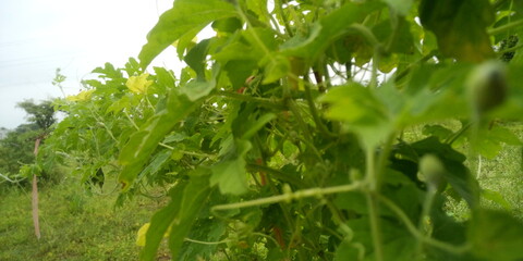 green grass in the morning