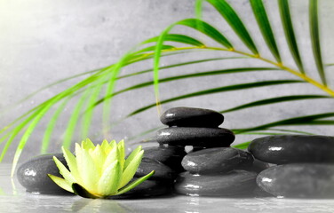 Spa concept with wet black stones, palm leaf and lotus.
